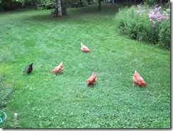 chicken group2