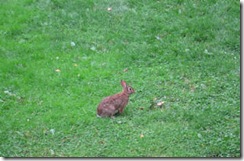 rabbit 1