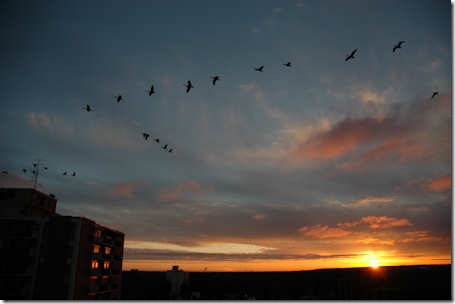 goose sunset