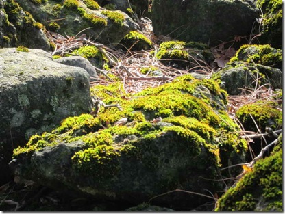 peridot moss_1233_resize