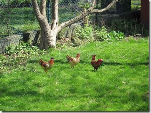 city chickens_22_resize 2