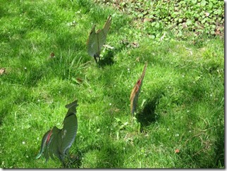 city chickens_sideways 22_resize 2