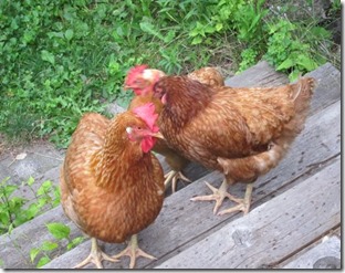 country chickens_0121