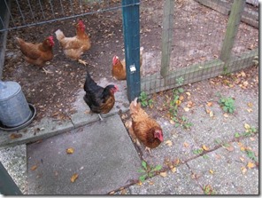 country chickens_0379